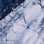 Goryu-Tree-skiing