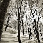 Hakuba-Cortina-Tree-Skiing