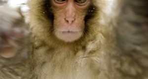 monkey in hot spring nagano japan