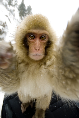 monkey in hot spring nagano japan