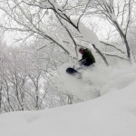 early season trees hakuba