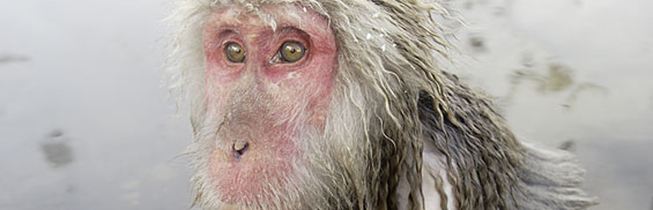 Permanent Link to The Monkey Onsen