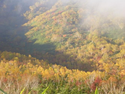 Japan autumn leaves